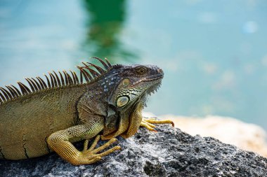 İguana ejderhası. Taşın üstünde iguana kertenkelesi. Yeşil kertenkele iguanası. Doğada büyük bir iguana