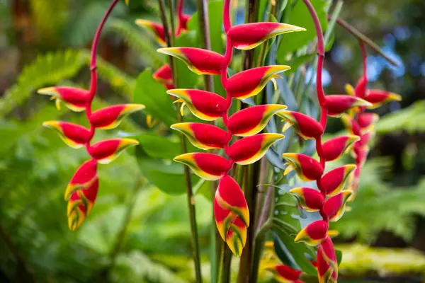 Çiçek açan kırmızı tropikal çiçek. Istakoz pençesi, Heliconia Rostrata çiçeği. Heliconia rostrata, sallanan ıstakoz pençesi ya da cennetin sahte kuşu