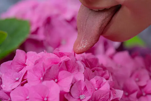 Lízání Jazyka Cucej Lízej Lízání Květin Sexy Smyslná Pusa Krásný — Stock fotografie