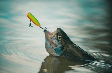 Balık avlamak için uç. Balıkçılık - rahatlatıcı ve hobi zevk. Steelhead gökkuşağı alabalığı. Hala su alabalığı avlıyor. Bir balık yakalar