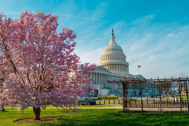 Kongre binası, Amerikan baharı, kongrede bahar. Washington DC 'de bahar mevsimi. Baharda meclis binası. ABD Kongresi, Washington D.C.