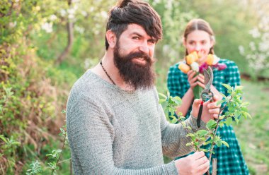 Bahar dalını aşılayan adam. Gülümseyen adam dikmeye hazırlanıyor. Greft
