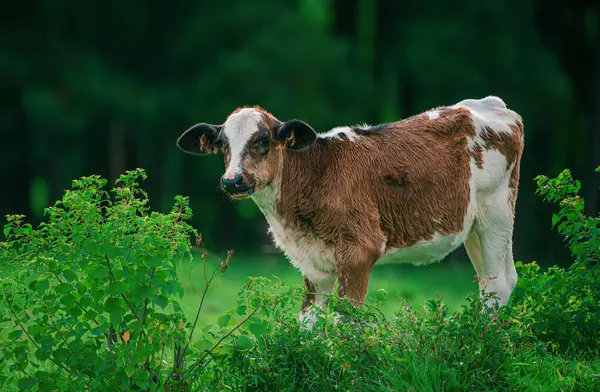Jolie Vache Sur Herbe Verte Veau Avec Troupeau Laitier Images De Stock Libres De Droits