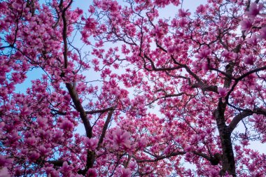 Magnolia 'nın çiçekli brunch' ıyla bahar şablonu. İlkbahar. Mavi gökyüzü arka planında pembe manolya çiçeği. Çiçekli manolya çiçeği