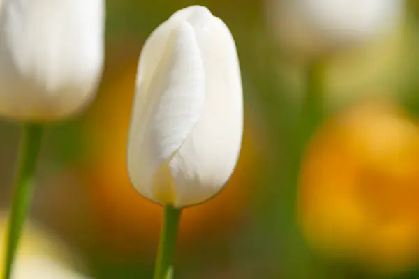 ขาวในท งฤด ใบไม ในเนเธอร แลนด ดอกท ปบานสะพร งในแสงแดด ดอกท ปบานสะพร รูปภาพสต็อก