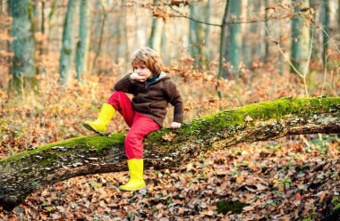 Sonbahar ormanındaki çocuk. Sonbaharda oynayan çocuk dışarıda bırakır. Çocukluk, boş zaman insanları konsepti
