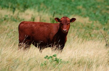 Yeşil tarlada yeşil bulanık arka planda kahverengi buzağı kameraya bakıyor. Sığır yetiştiriciliği, üretimi, süt ve et üretimi kavramı