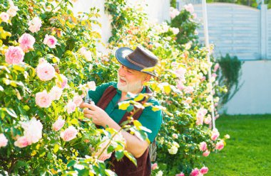 Bahçede gül kesen yaşlı bir adam. Bahar çiçekleriyle kıdemli bahçıvan. Dedem arka bahçede çalışıyor.