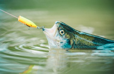 Kancada alabalık var. Nehirde balık tutmak. Bir dere kahverengi alabalık ile sinek çubuk ve makara. Balıkçı -lık