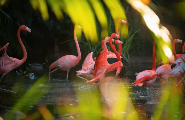 Beautiful Pink Flamingo Flock Pink Flamingos Pond Flamingos Flamingoes Type Стоковое Фото