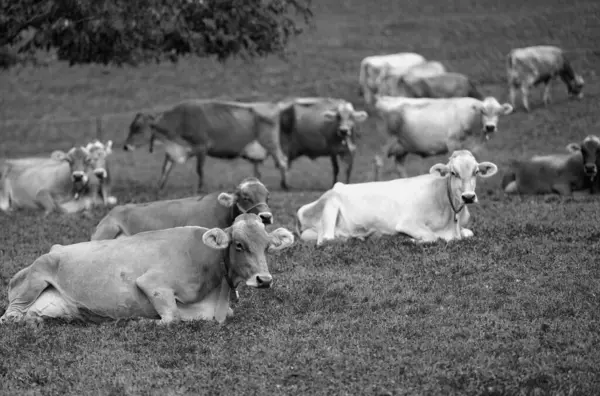 Mucche Pascolo Nelle Alpi Mucche Campo Erboso Vacche Latte Nei Foto Stock Royalty Free