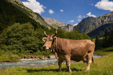 İnek otluyor. Otlakta sığır otlağı