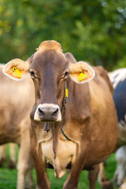 İnek kameraya bakıyor. İneklerin yüzüne yakın çekim. İnekler yeşil bir tarlada toplanır. İneklerle dolu bir çayırlık, İsviçre 'deki Alpler dağları. Otlakta ineklerin frizbisi.
