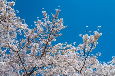 Beyaz çiçekli Bahar Çiçeği ağacı dalı. Bahar çiçekleri. Beyaz çiçekler meyve ağacı. Sakura. Çiçek açan kiraz ağaçları. Mavi arkaplandaki beyaz bahar çiçeklerinin resmini kapat