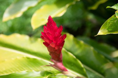 Tropik çiçek deseni, tropik çiçek arkaplanı. Kızıl zencefil bitkileri. Awapuhi veya Hawai Red Ginger veya Pembe Koni Zencefili