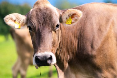 İnek kameraya bakıyor. İneklerin yüzüne yakın çekim. İnek otlağı. Yeşil alp çayırındaki inek. Yeşil tarlada taze çimlerle otlayan inek. İsviçre inekleri. Dağ tarlasında inekler