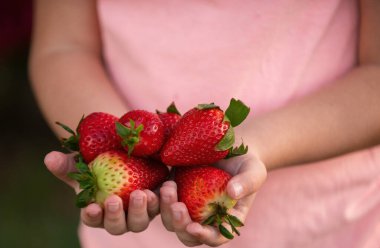 Küçük çocuk çilek tutuyor. Taze çilekler yakın plan. Elinde çilek tutan bir çocuk.