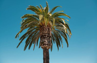 Avuç içi egzotik desen. Gökyüzünde tropik hindistan cevizi ağaçları, doğa arka planı