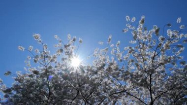 White blossom tree flowers from a pear tree in spring. White blossom trees, nature springtime. Abstract spring seasonal background with white flowers. Easter background with copy space. Sun light