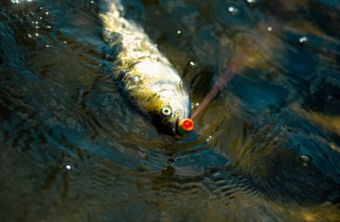 Kanca yakalayan balıklar. Levrek avı. Balık kafası ve olta kancası. Dönen makarayla balık tutmak. Kahverengi alabalık
