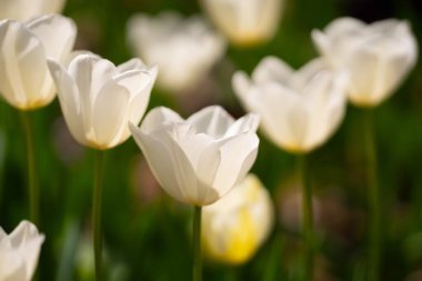 İlkbahar günü lale tarlasında lale çiçeği. Parkta canlı laleler. Bahar manzarası. Baharda renkli lale bahçesi. Lale. Güzel bir buket lale. Bahar doğası