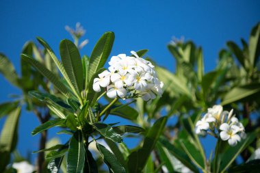 Ağaçta çiçek açan Plumeria çiçeği. Tropik çiçek, beyaz Plumeria yakut çiçekleri. Frangipani çiçeği