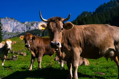 Bahçedeki inek. İnek yeşil çayırda otluyor. Holstein ineği. Çevre tarımı. Dağ tarlasında inekler. Yaz otlağında inekler. Yeşil çayırlarda otlayan inek sürüsüyle ideal bir manzara.