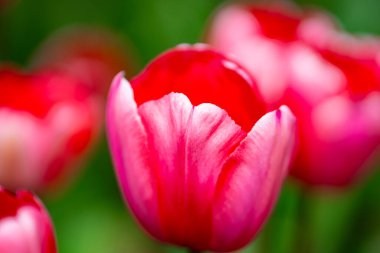 Bahar bahçesinde yakın plan laleler. Bahar parkında çiçek açan güzel çiçekler. Odak yüzeysel alan derinliğini seç. Bahar arka planı. Tulipa. Nisan 'da laleli çiçek bahçesi