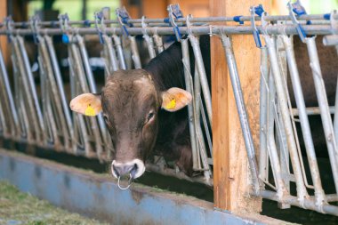 Dağ tarlasında inekler. Alplerde inek. Dağ manzarasının önündeki kahverengi inek. Dağ otlağındaki sığırlar. Köy konumu, İsviçre. Alp çayır ineği. Çayırda otlayan inek