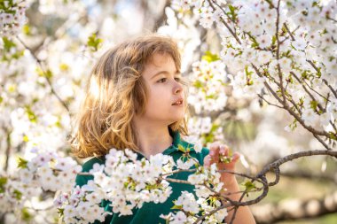 Kiraz ağacının altında oynayan bir çocuk. Bahar bahçesinde bir çocuk. Çocuk bahar günü çiçek açan kiraz bahçesinde oynuyor. Bahar çiçekleri arasında mutlu bir çocuk. Bahar parkında çiçek açan ağacın yanında bir çocuk.