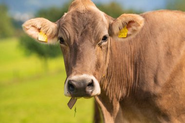 İnek kameraya bakıyor. İneklerin yüzüne yakın çekim. Ot Tarlasında İnekler Sürüsü. Yeşil Tarlada Olgun İnek. Doğal otlakta otlayan inekler. Çiftlik hayvanları. İnekler ve buzağılar otluyor.