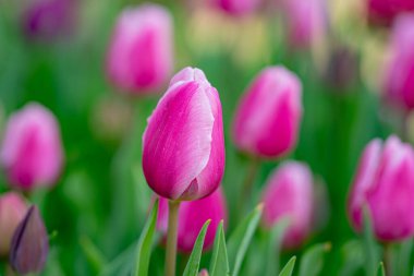 Tulips field in spring time. Closeup tulip flowers background. Colorful tulip flowering in the garden. Soft focus. Bunch of tulips blurred bokeh background. Tulips blooming in garden clipart