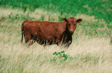 Taze yeşil bir çayırdaki güzel kahverengi baldırların portresi yan yana duruyor ve kameraya bakıyor.