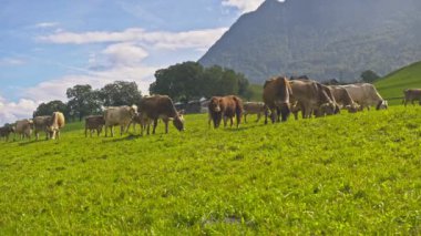 İnekler bir çayırda otluyor. Yeşil bir tarlada sığır otlağı. Kırsal kesimdeki tepedeki otlaktaki mandıra hayvanları. Sığır yetiştirme otlağı çimlerin üzerinde. Brangus Sığırları doğal çayırlarda. Otlaklar inek