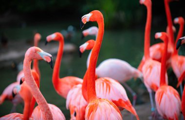 Bir grup flamingo. Yeşil arka plana karşı pembe flamingolar. Phoenicopterus gülü, flamingo ailesi