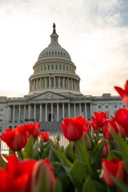 Bahar çiçeği ağacının yanındaki meclis binası. Washington, DC 'deki ABD Ulusal Kongre Binası. Amerika 'nın simgesi. Capitol Hill pınarının fotoğrafı