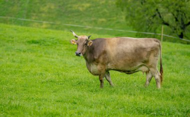 Dağ tarlasında inekler. Alplerde inek. Dağ manzarasının önündeki kahverengi inek. Dağ otlağındaki sığırlar. Köy konumu, İsviçre. Alp çayır ineği. Çayırda otlayan inek