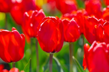 Bir sürü kırmızı lale. Bahar çiçeklerini kapat. Bahçede açan inanılmaz kırmızı pembe laleler. Lale çiçeği bitkileri. Bahar çiçeği arka planı. Bahar çiçekleri kırmızı ve yeşil arkaplan