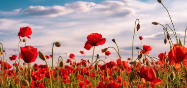 Anzak Günü anısına haşhaş. Kırmızı gelincik çiçekleri Anzak ateşkes gününde şehit düşen askerlerin onuruna toplanıyor. Haşhaş tarlaları açan kır çiçekleri. Çiçekli çayır