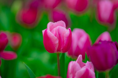 Hollanda 'da canlı bir lale tarlasında laleler. Bahar çiçekleri açan laleler gün ışığında. Bahçe bitkilerinde laleler güzel çiçek açar. Güzel lale çiçekleri bahar arkaplanı