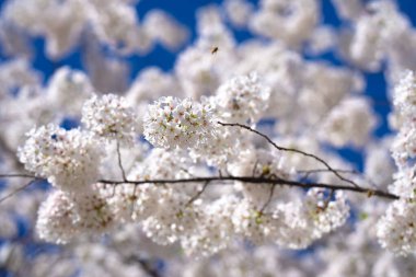 Beyaz çiçeklerle çiçek açan ağaç dalı. Bahar arka planı. Çiçek açan ağaç dalları beyaz çiçekler ve mavi gökyüzü arkaplanı, yakın çekim. Kiraz çiçeği, sakura bahçesi, bahar bahçesi, ilkbahar güneşli günü.