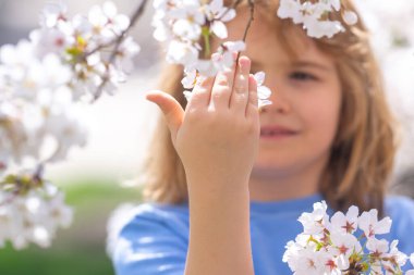 Kiraz ağacının altında oynayan bir çocuk. Bahar bahçesinde bir çocuk. Çocuk bahar günü çiçek açan kiraz bahçesinde oynuyor. Bahar çiçekleri arasında mutlu bir çocuk. Beyaz kiraz ağacının yanındaki çocuk