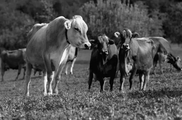 stock image Cows are grazing on a summer day on a meadow in Switzerland. Cows grazing on farmland. Cattle pasture in a green field. Cows in a field on a eco Cattle farm. Herd of cows