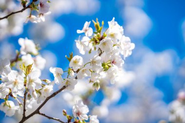 İlkbaharda açan kiraz ağacı dalı.