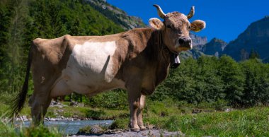 İnekler bir çayırda otluyor. Yeşil bir tarlada sığır otlağı. Kırsal kesimdeki tepedeki otlaktaki mandıra hayvanları. Sığır yetiştirme otlağı çimlerin üzerinde. Brangus Sığırları doğal çayırlarda. Otlaklar inek