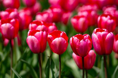 Bahar çiçekleri. Bahar zamanı lale tarlası. Lale çiçeği arkaplanını kapat. Renkli laleler güneşli yaz ve bahar günlerinde bahçede çiçek açıyor. Seçici yumuşak odak