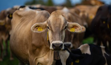 Çiftlik arazisinde otlayan sığır ineği. Çimenli bir çayırda otlayan inekler. Ot Tarlasında İnekler Sürüsü. Yeşil Tarlada Olgun İnek. Doğal otlakta otlayan inekler. Çiftlik hayvanları. İnekler ve buzağılar otluyor.