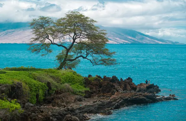 Hawaii plaj geçmişi. Hawaii 'deki cennetin tadını çıkarıyorum. Palmiye ağaçlarıyla dolu tropik yaz manzarası. Lüks seyahat tatili. Egzotik plaj manzarası. İnanılmaz doğa, doğada rahatla.