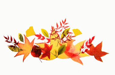 Autumn borders and frames for design banners, leaflets, posters with space for your text. Autumn leaves background. Autumn fall frames borders. Fall leaf banner. Frame sale. Thanksgiving background