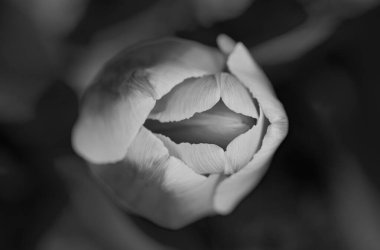 Vagina flower concept. Sexy flower, pussy, vulva, clitoris, vagina. Orgasm and love. Spring bloom. Sensual red petals. Erotic tulip flower. Flower imitating the female virginity. Chastity and Purity